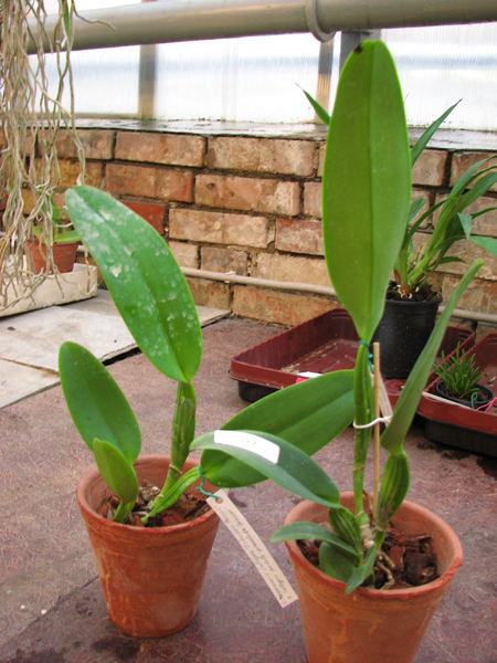 Cattleya warneri integra.jpg