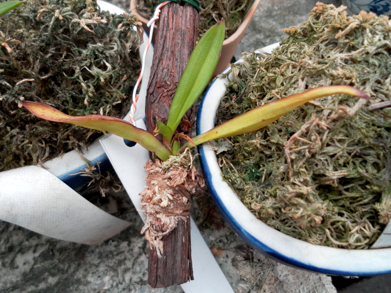 Ionopsis utricularioides.jpg