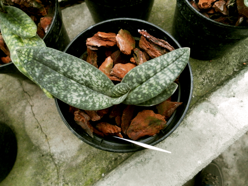 Paph malipoense x micranthum.jpg