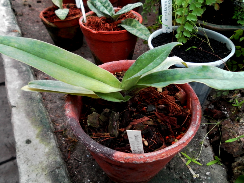 Paph charlesworthii x Maudia.jpg
