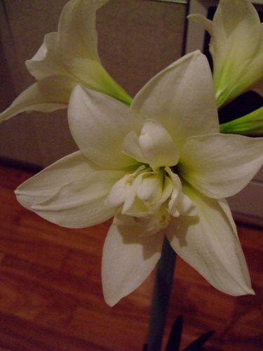 2011_01082011_010220110374.JPG