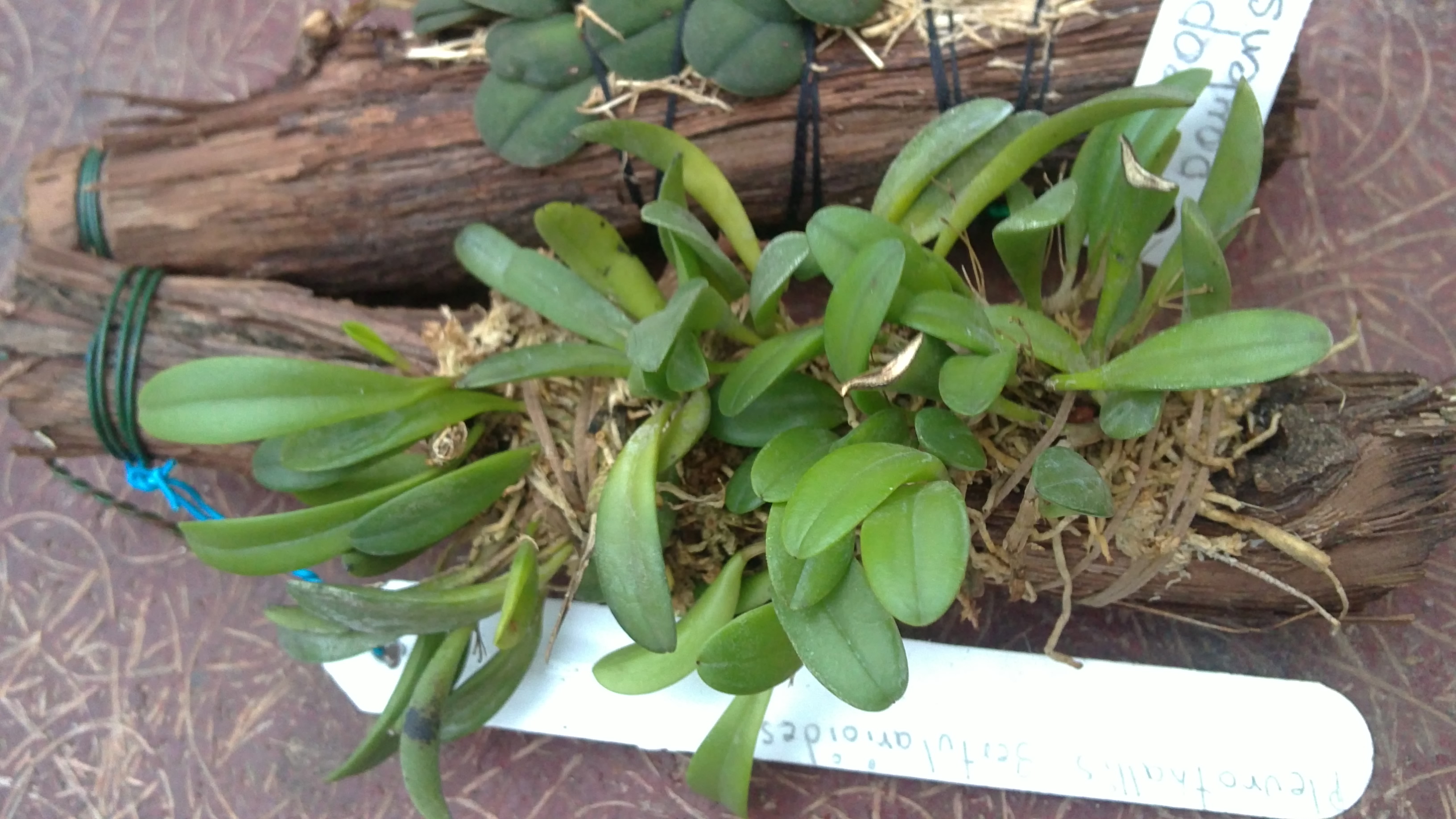 Pleurothallis sertularioides.jpg