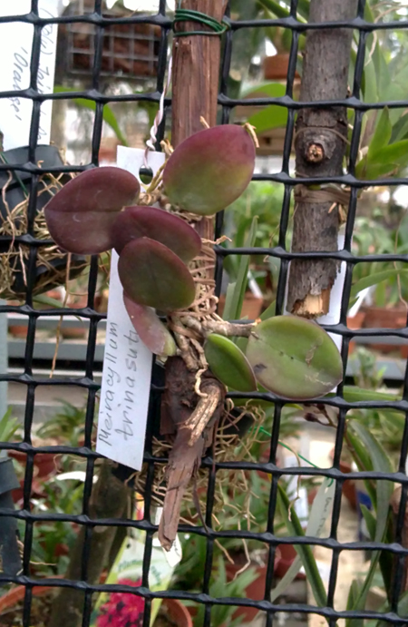 Meiracyllum trinasutum.jpg