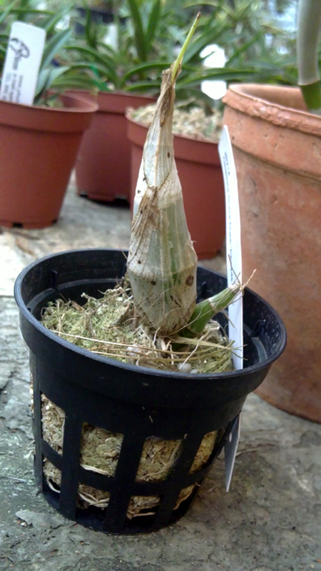 Clowesia Grace Dunn Chadds Ford.jpg