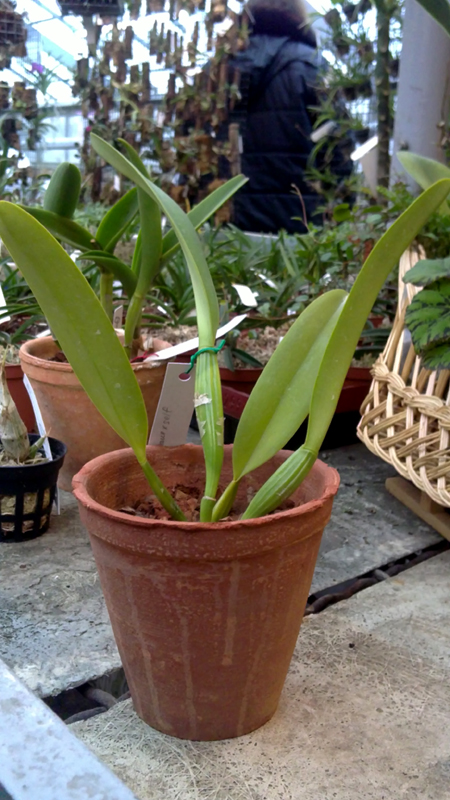 Cattleya dowiana.jpg