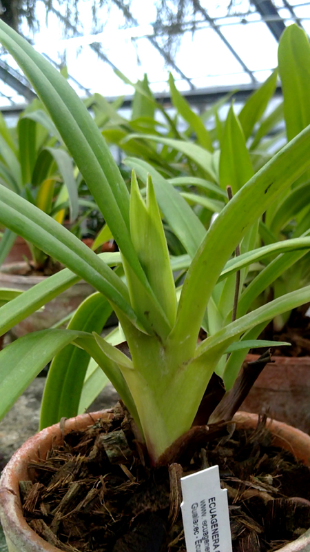 Phragmipedium Hanne Popow.jpg