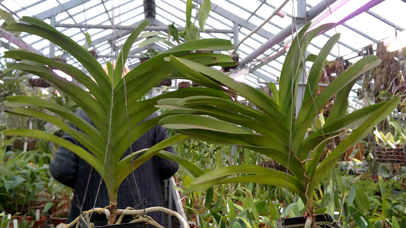 Vanda Pak Chong Blue.jpg