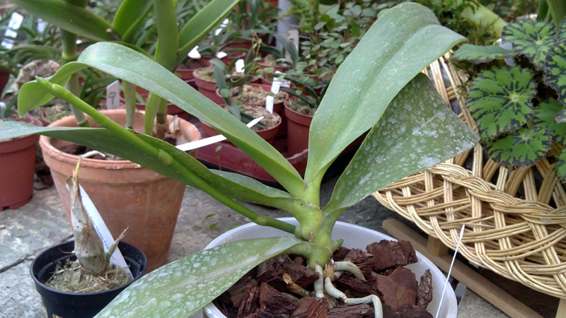 Phalaenopsis Sogo Golden.jpg