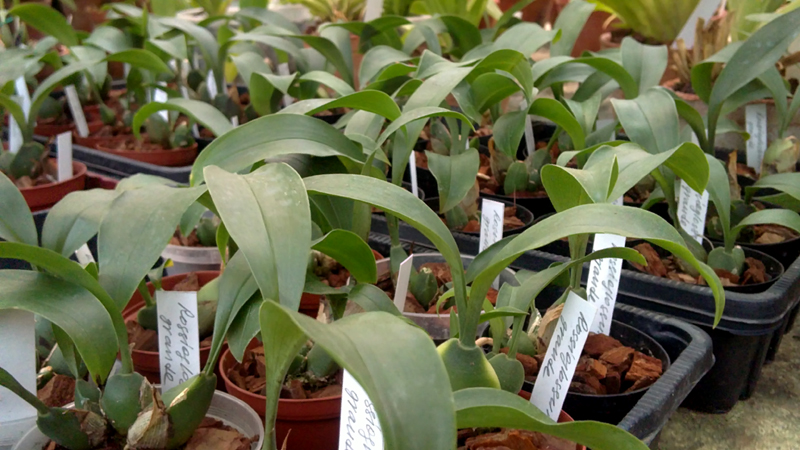 Rossioglossum grande.jpg