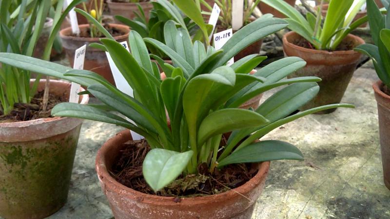 Masdevallia pyxis.jpg