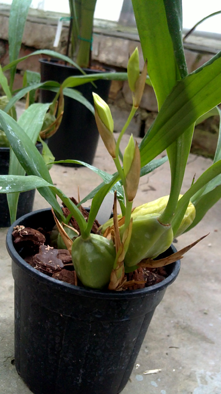 Coelogyne cristata.jpg
