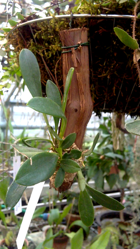Masdevallia floribunda.jpg