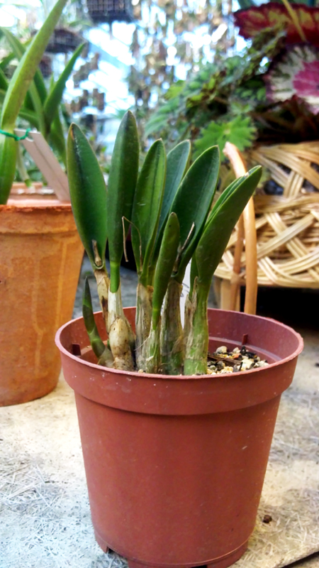 Laelia fournieri.jpg