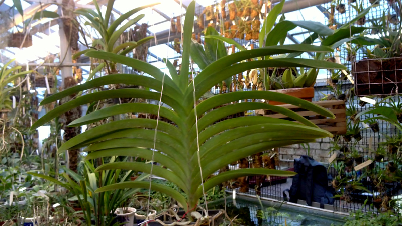 Vanda Pats Delight x Vanda brunea tessellata.jpg