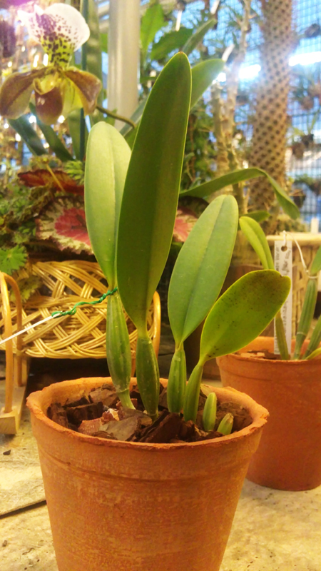 Cattleya lueddemman caerulea 1.jpg