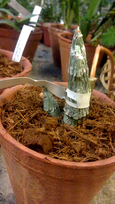 ctsm. fimbriatum.jpg