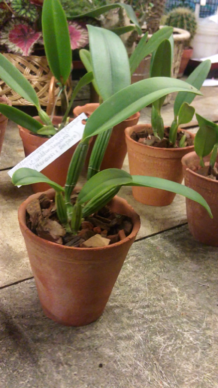 Cattleya lueddemanniana caerulea 7.jpg