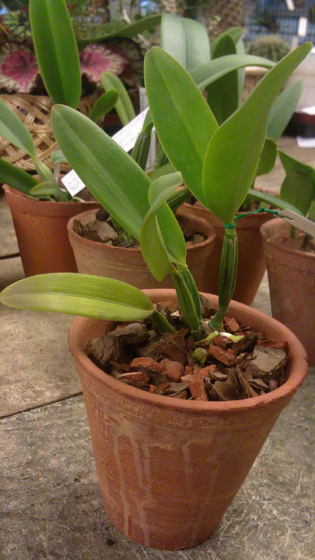 Cattleya lueddemanniana caerulea 8.jpg