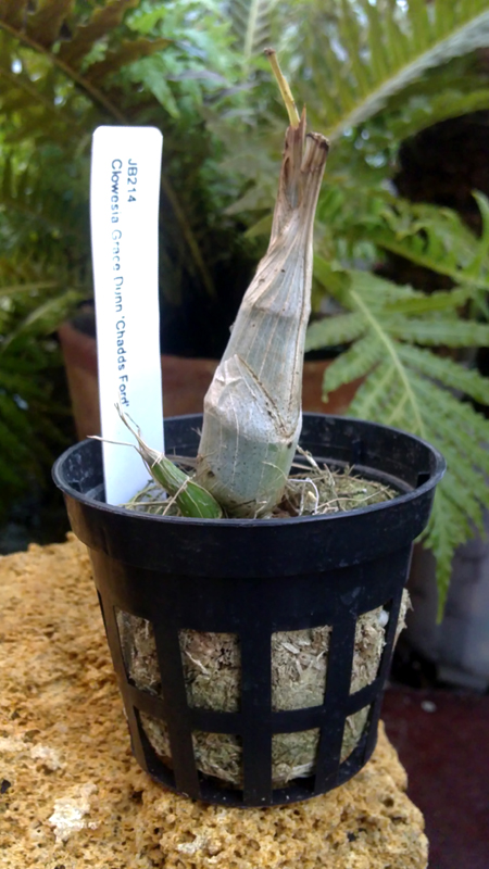 Clowesia Grace Dunn Chadds Ford 1.jpg