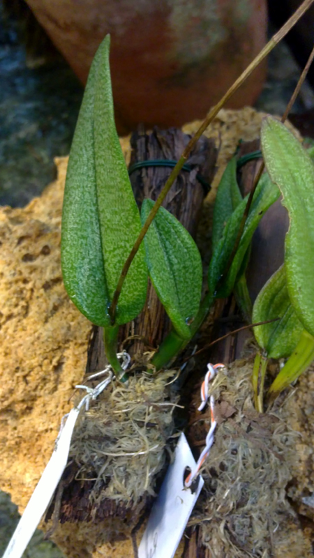 Nageliella purpurea.jpg