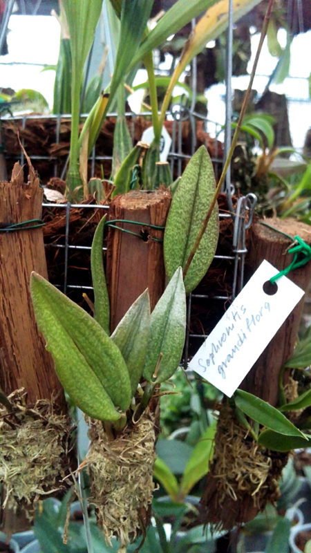 Nageliella purpurea 1.jpg