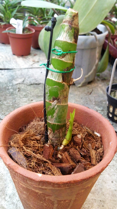 Cycnodes Wine Delight JEM.jpg