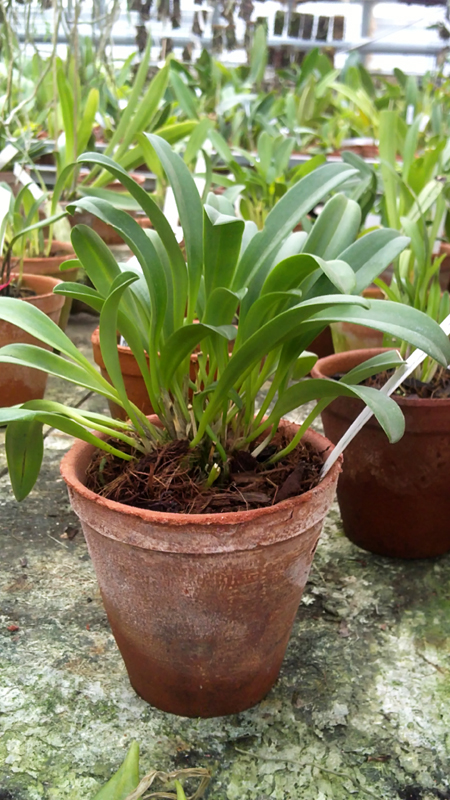 Masdevallia amanda.jpg