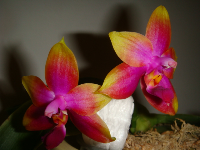 Phalaenopsis Princess Kiaulani (amboinensis x violacea)