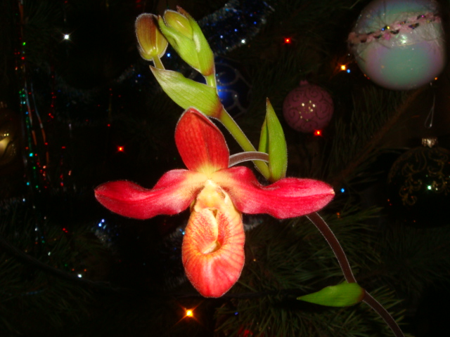 Phragmipedium besseae x sargentianum = Mem. Dick Clemens