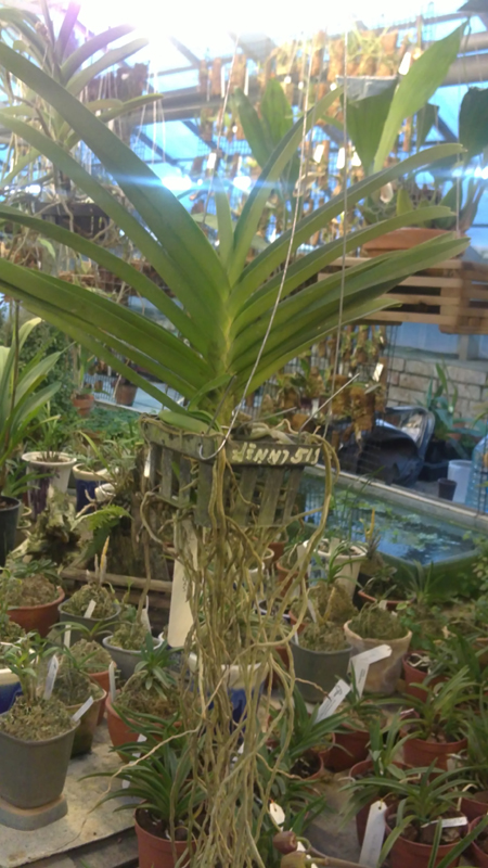 Ascocenda Arthorn.jpg