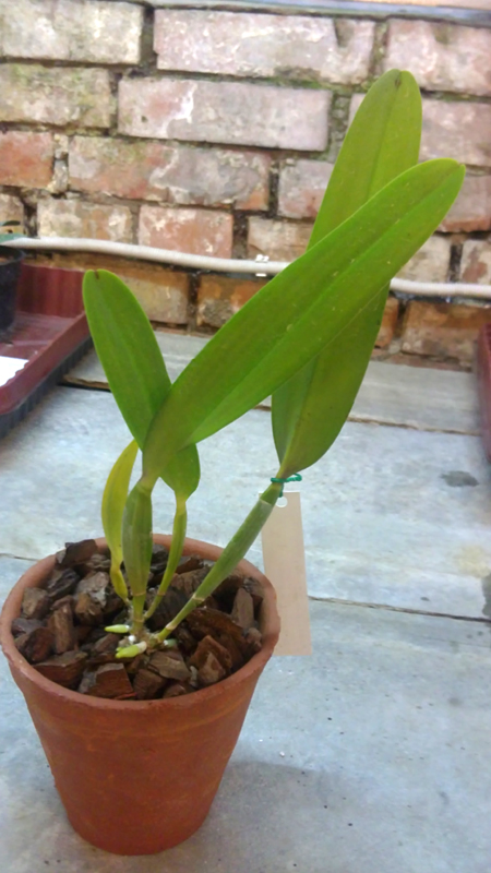 Laelia tenebrosa Fumacina Fujita x Laelia tenebrosa extra XXX.jpg