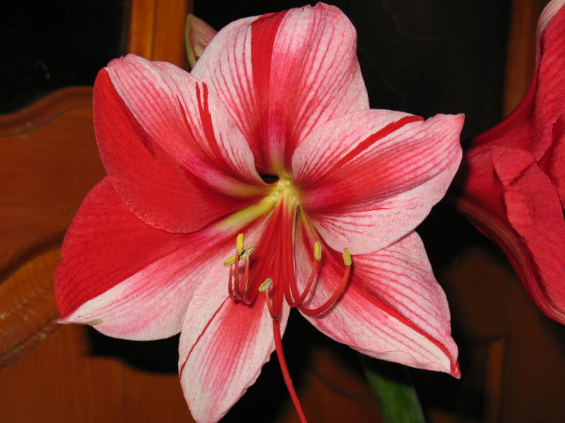 Gervase