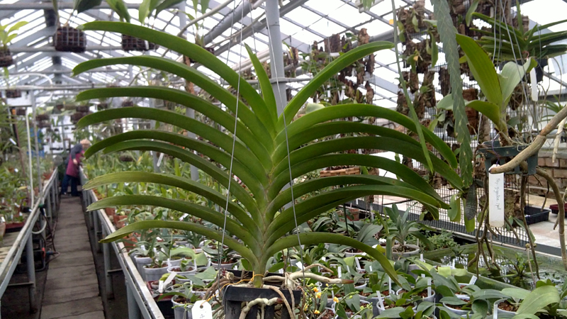 Ascocenda Vilas – Vanda Dr  Anek.jpg