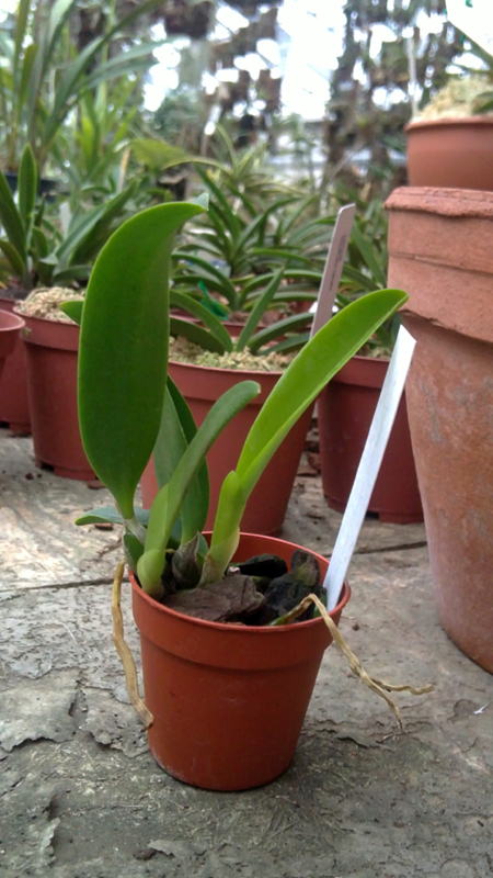 Laelia alaorii x praestans.jpg