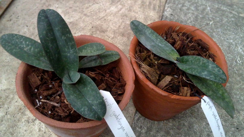 Paphiopedilum godefroyae var Luecochilum.jpg