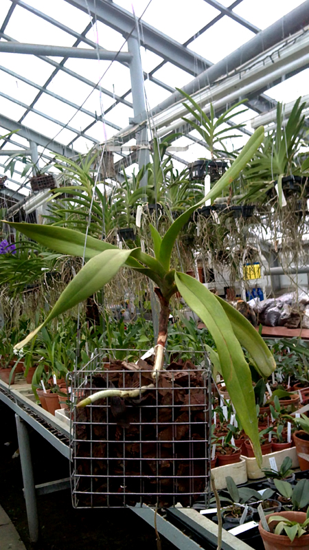 Aerides odorata Lour.jpg