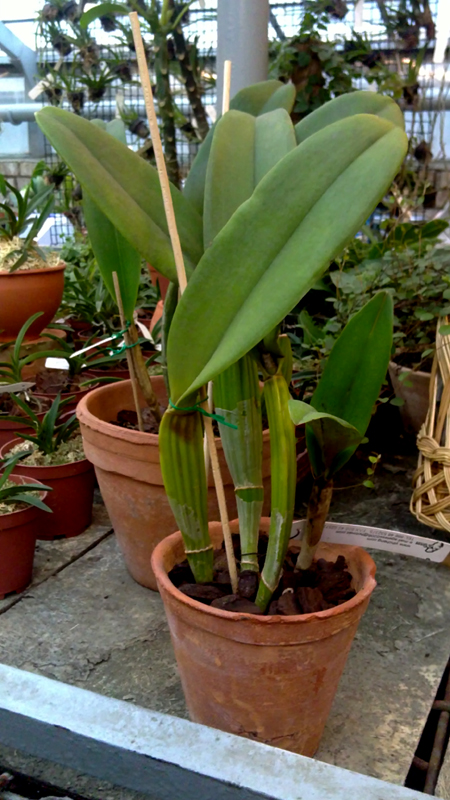 Brassolaeliocattleya Haw Yuan Grace.jpg