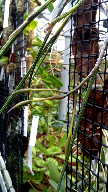 Brassavola perrinii.jpg