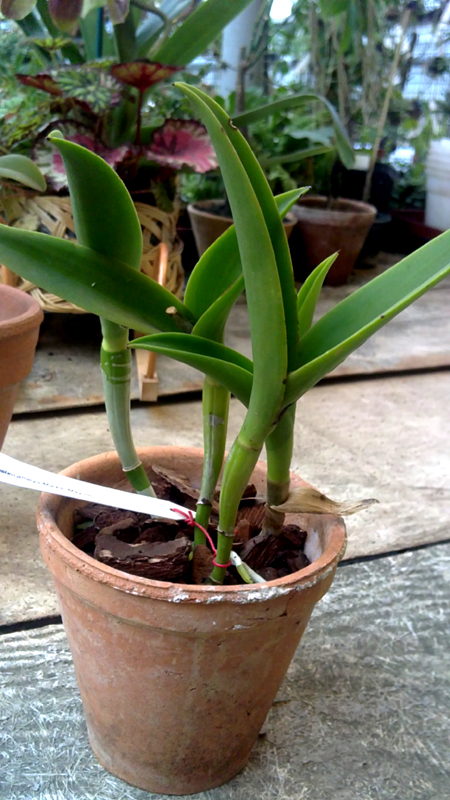 Brassolaeliocattleya Maikai Mayumi 1.jpg