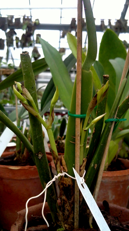 Trichopilia gracilis 1.jpg