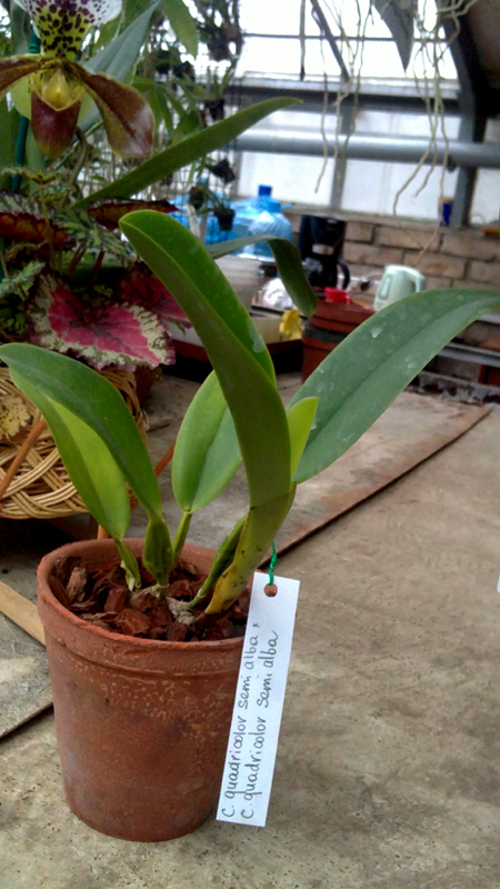 Cattleya quadricolor semi alba x Cattleya quadricolor semi alba.jpg