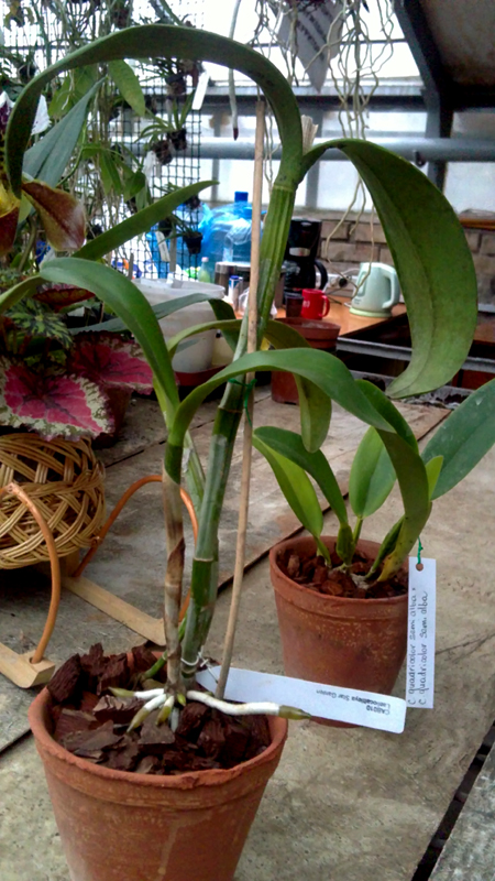 Laeliocattleya Star Garden.jpg