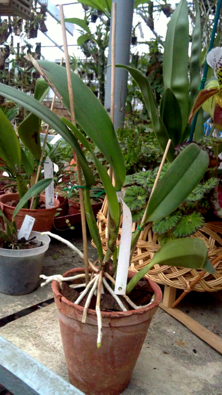 Cattleya Intertexta Alba.jpg
