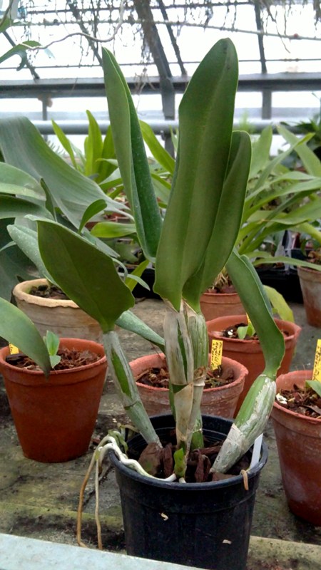 Cattleya dolosa alba.jpg