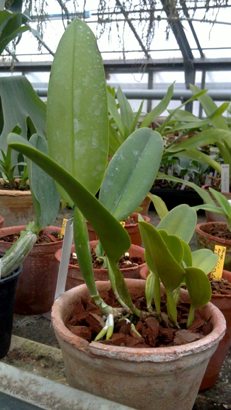 Cattleya gaskelliana caerulea  x Cattleya warneri caerulea Renata Dihel.jpg