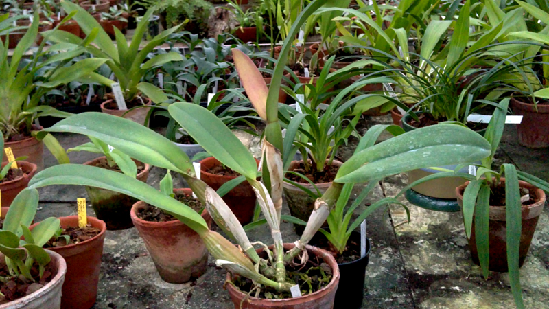 Cattleya Tricombe.jpg