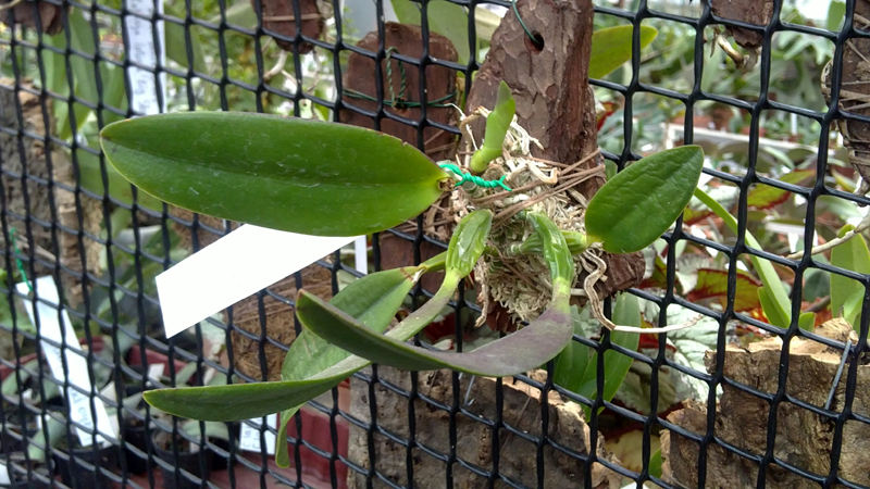 Laelia alaori suave × Cattleya luteola Big Star.jpg