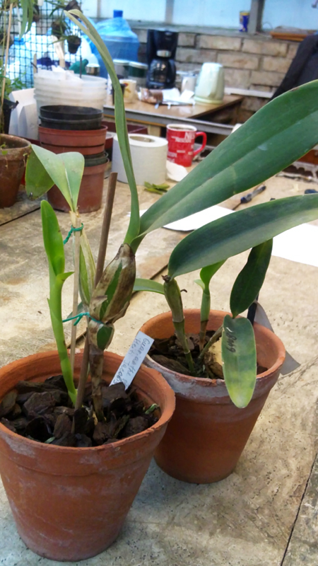 Guarianthe skinneri Heiti Jaсobs.jpg