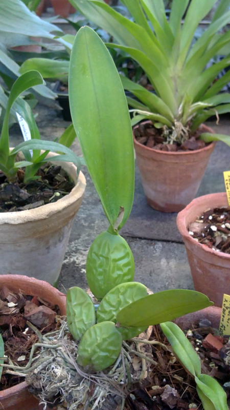 Laelia rubescens.jpg