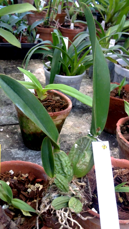 Laelia aurea 1.jpg